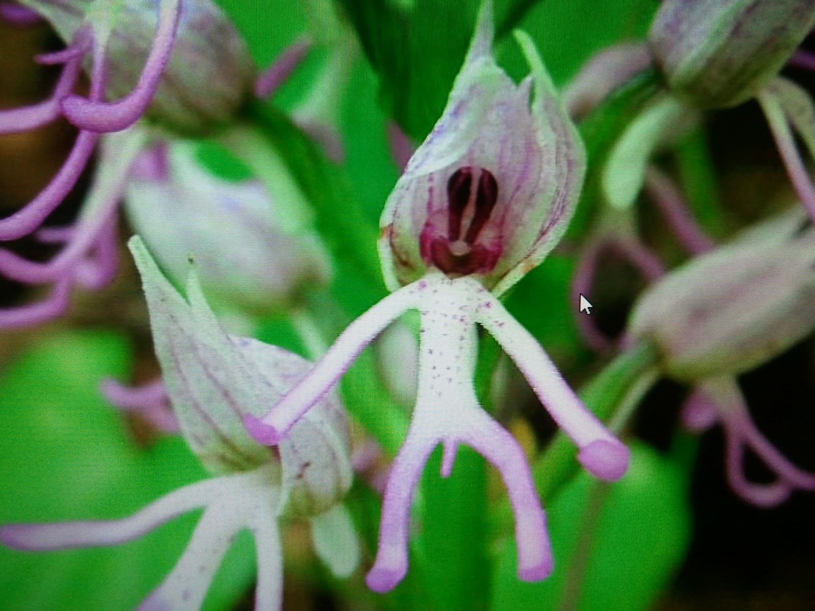 Monkey Orchid Flower