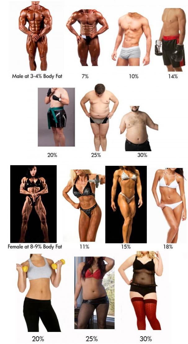Body fat percentage male and female