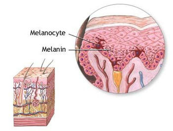 Click image for larger version. 

Name:	melaninmelanocyte.jpg 
Views:	649 
Size:	19.0 KB 
ID:	112404