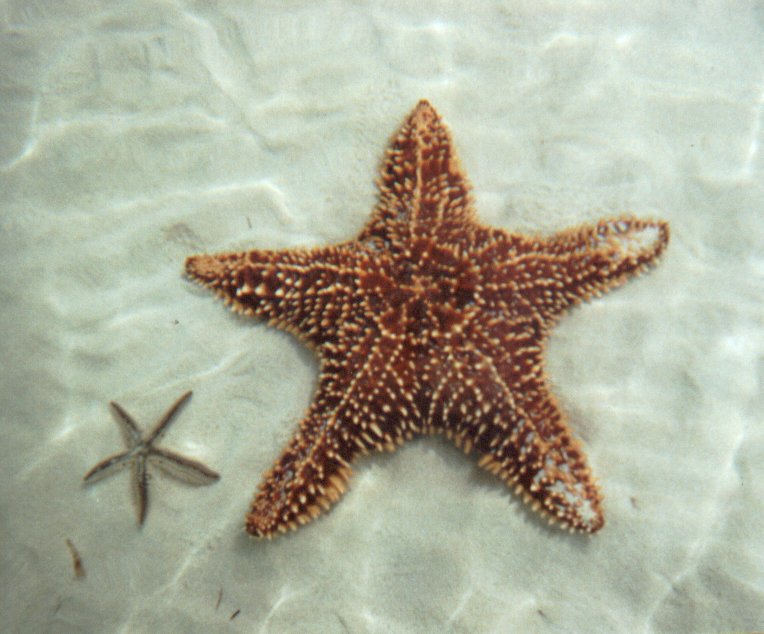 Click image for larger version. 

Name:	2-starfish1.jpg 
Views:	223 
Size:	81.1 KB 
ID:	113857