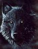 Click image for larger version. 

Name:	PeterBlackWolf.jpg 
Views:	182 
Size:	28.2 KB 
ID:	116009
