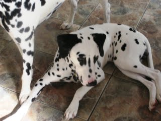 Click image for larger version. 

Name:	zeus 8 mths no 2 aug 2011 foster.JPG 
Views:	422 
Size:	14.7 KB 
ID:	116730