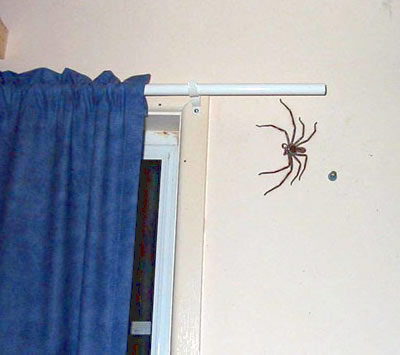 Click image for larger version. 

Name:	spider-on-wall.jpg 
Views:	169 
Size:	36.7 KB 
ID:	117896