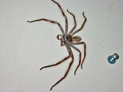 Click image for larger version. 

Name:	big-spider.jpg 
Views:	159 
Size:	31.3 KB 
ID:	117897