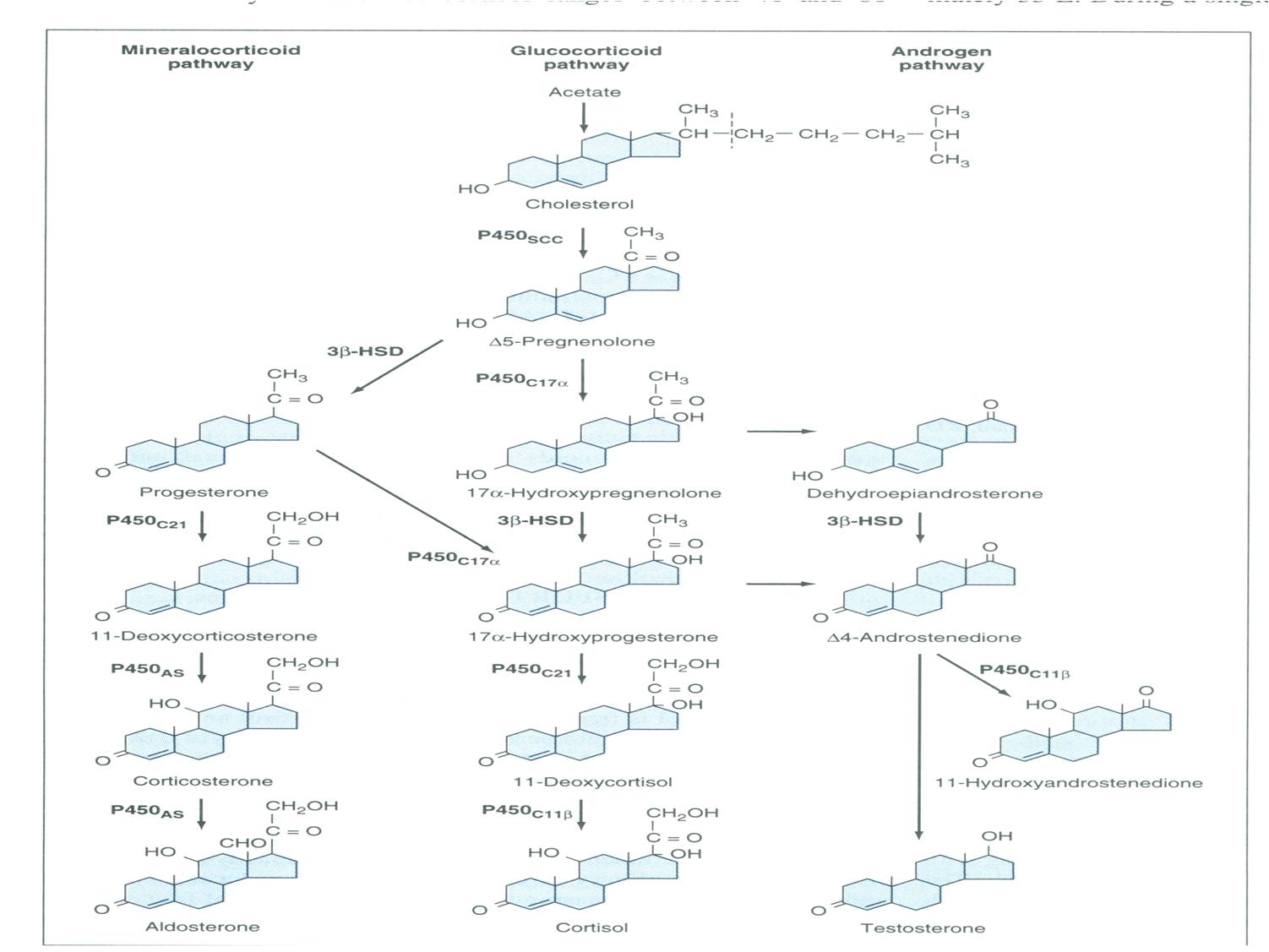 Click image for larger version. 

Name:	CHOL Pathways.jpg 
Views:	9805 
Size:	106.9 KB 
ID:	118103