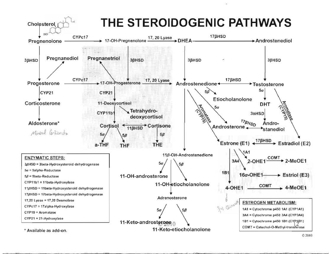 Click image for larger version. 

Name:	steroidogenic pathways.jpg 
Views:	17809 
Size:	146.1 KB 
ID:	118106