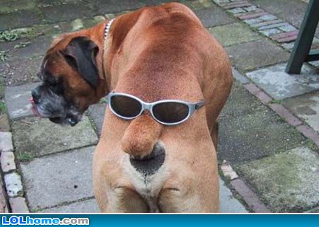 Click image for larger version. 

Name:	funny-dog-picture-ass.jpg 
Views:	101 
Size:	33.6 KB 
ID:	118456