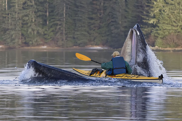 Click image for larger version. 

Name:	kayak-in-mouth-of-whale.jpg 
Views:	592 
Size:	58.0 KB 
ID:	119295
