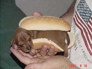 Click image for larger version. 

Name:	weiner_dog_in_bun.jpg 
Views:	2559 
Size:	11.2 KB 
ID:	119611