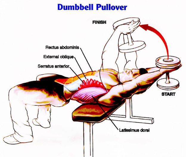 Click image for larger version. 

Name:	Dumbbell-Pullover.jpg 
Views:	115574 
Size:	46.8 KB 
ID:	121884