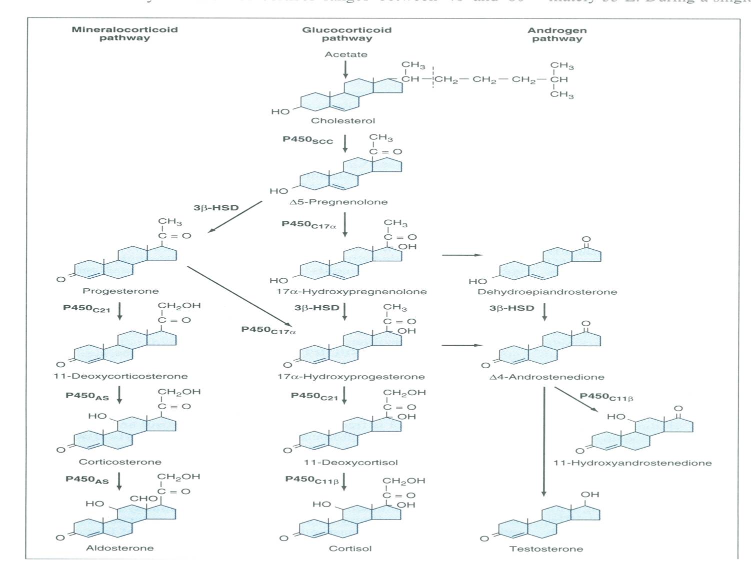 Click image for larger version. 

Name:	CHOL Pathways.jpg 
Views:	150 
Size:	106.9 KB 
ID:	122951