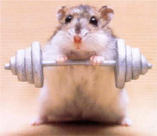 Click image for larger version. 

Name:	weightlifting-mouse.jpg 
Views:	122 
Size:	12.5 KB 
ID:	123177