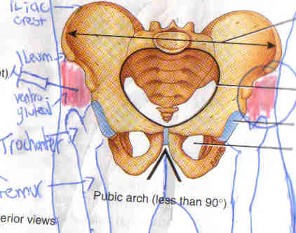 Click image for larger version. 

Name:	Ventrogluteal.jpg 
Views:	11293 
Size:	16.8 KB 
ID:	124776