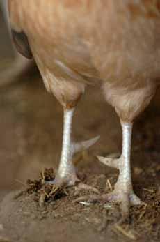 Click image for larger version. 

Name:	chicken-legs1.jpg 
Views:	920 
Size:	9.4 KB 
ID:	126195
