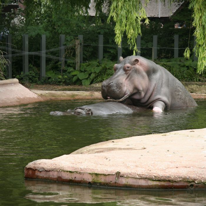 Click image for larger version. 

Name:	hippo.jpg 
Views:	1039 
Size:	100.3 KB 
ID:	126954