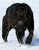 Click image for larger version. 

Name:	CaneCorsoSecuritySystem1.jpg 
Views:	827 
Size:	26.1 KB 
ID:	127090