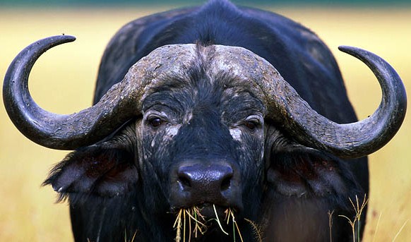 Click image for larger version. 

Name:	cape-buffalo-02.jpg 
Views:	340 
Size:	473.8 KB 
ID:	127655