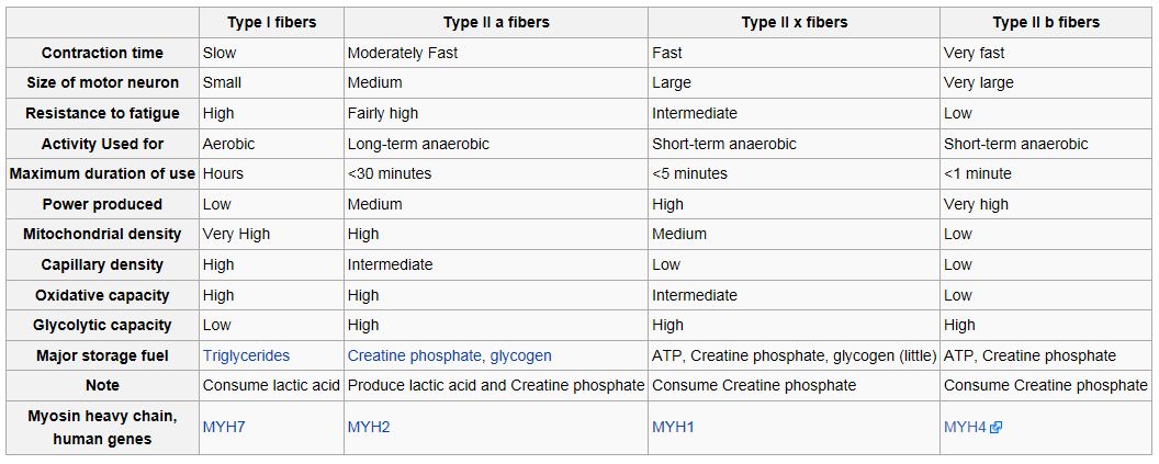 Click image for larger version. 

Name:	Muscle Fiber.JPG 
Views:	1549 
Size:	99.1 KB 
ID:	127887