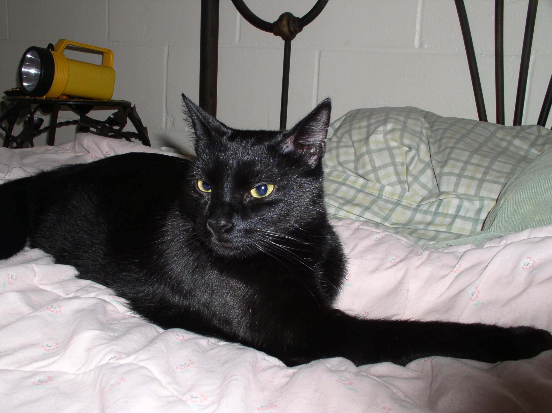 Click image for larger version. 

Name:	Buddy on the bed 031.jpg 
Views:	142 
Size:	575.4 KB 
ID:	132666