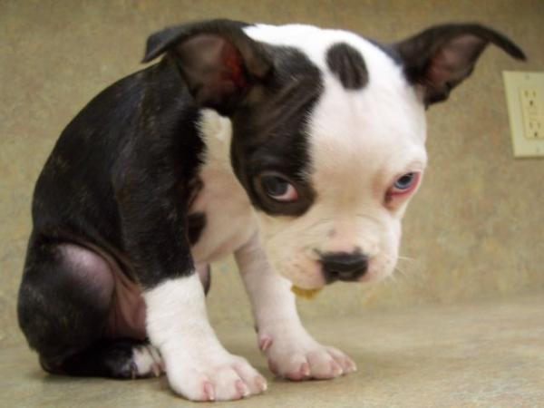 Click image for larger version. 

Name:	sad-puppy-600x450.jpg 
Views:	8461 
Size:	25.9 KB 
ID:	133298