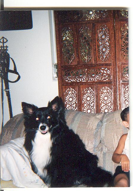 Click image for larger version. 

Name:	Rose My Border Collie.jpg 
Views:	302 
Size:	63.5 KB 
ID:	133350