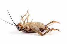 Click image for larger version. 

Name:	dead cricket.jpg 
Views:	106 
Size:	3.6 KB 
ID:	133507