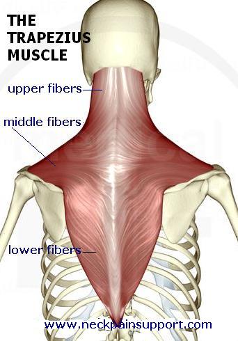 Click image for larger version. 

Name:	trapezius-muscle.jpg 
Views:	2956 
Size:	31.6 KB 
ID:	134734
