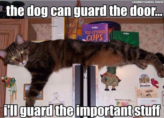 Click image for larger version. 

Name:	dog-can-guard-the-door.jpg 
Views:	75 
Size:	51.6 KB 
ID:	134894