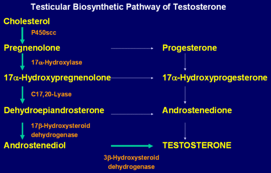 Click image for larger version. 

Name:	Androgen Pathway.gif 
Views:	4358 
Size:	28.6 KB 
ID:	137165