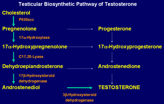 Click image for larger version. 

Name:	Androgen Pathway.gif 
Views:	4384 
Size:	28.6 KB 
ID:	137165