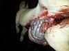 Click image for larger version. 

Name:	pig2.jpg 
Views:	229 
Size:	8.5 KB 
ID:	138407