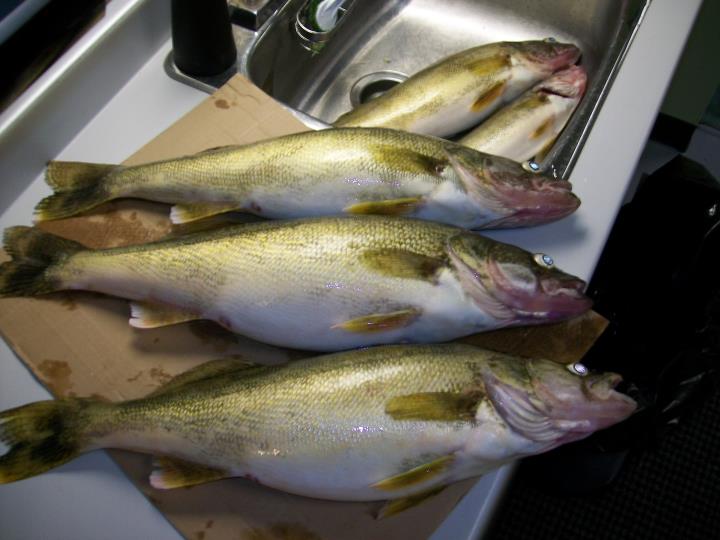 Click image for larger version. 

Name:	Walleye 2.jpg 
Views:	305 
Size:	50.0 KB 
ID:	138924