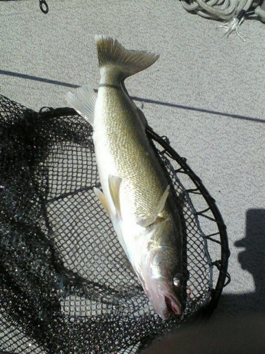 Click image for larger version. 

Name:	Walleye 3.jpg 
Views:	266 
Size:	115.6 KB 
ID:	138925