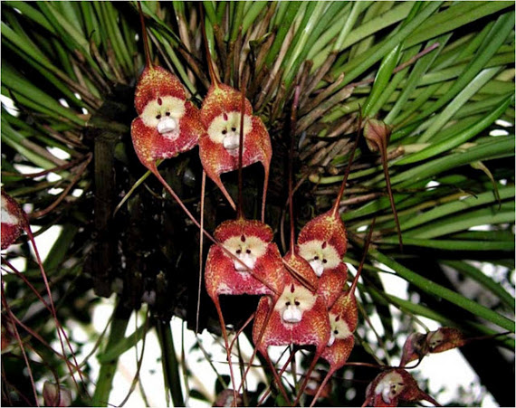 Click image for larger version. 

Name:	monkey-orchid-bunch.jpg 
Views:	220 
Size:	115.8 KB 
ID:	145861