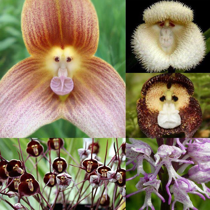 Click image for larger version. 

Name:	monkey-flowers.jpg 
Views:	272 
Size:	321.5 KB 
ID:	145862