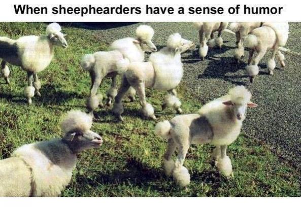 Click image for larger version. 

Name:	Sheep.jpg 
Views:	100 
Size:	60.3 KB 
ID:	154109