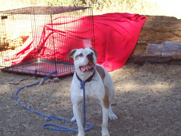 Click image for larger version. 

Name:	rufus in the desert.jpg 
Views:	169 
Size:	73.4 KB 
ID:	154586