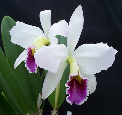 Click image for larger version. 

Name:	Orchid_Cattleyas_139.jpg 
Views:	70 
Size:	96.9 KB 
ID:	168290