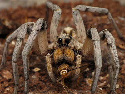Click image for larger version. 

Name:	Wolf Spider - Loskutov.jpg 
Views:	85 
Size:	44.8 KB 
ID:	170446