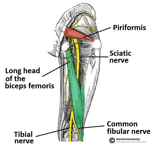 Click image for larger version. 

Name:	Posterior-View-of-the-Lower-Limb-Anatomical-Course-of-the-Sciatic-Nerve.jpg 
Views:	588 
Size:	80.5 KB 
ID:	170786