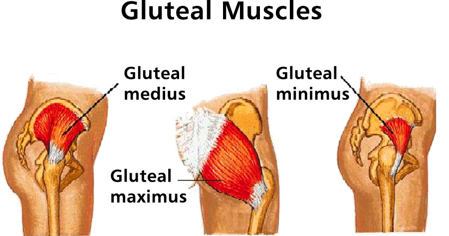 Click image for larger version. 

Name:	gluteals.jpg 
Views:	794 
Size:	78.3 KB 
ID:	170880