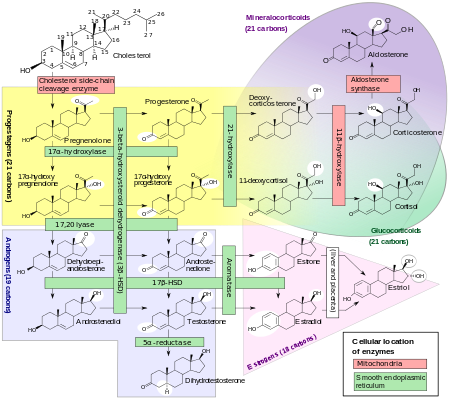 Click image for larger version. 

Name:	Steroid Synthesis pathways.png 
Views:	105 
Size:	133.6 KB 
ID:	171495