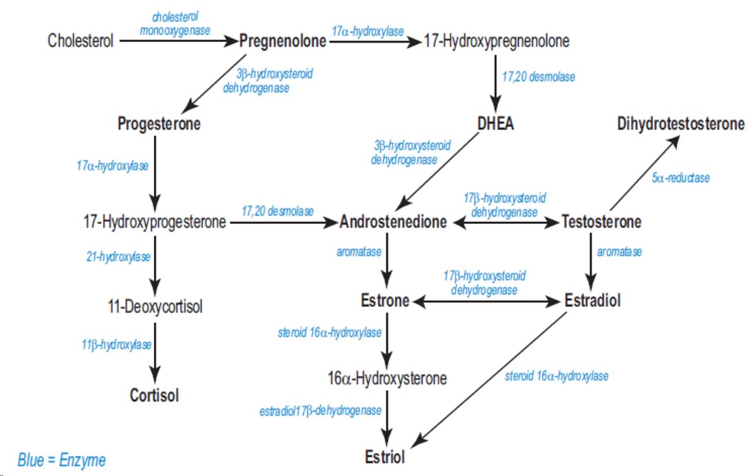 Click image for larger version. 

Name:	Steroid Pathway.jpg 
Views:	53 
Size:	100.3 KB 
ID:	173196