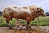 Click image for larger version. 

Name:	Belgian Blue super cow.jpg 
Views:	64 
Size:	62.2 KB 
ID:	177237