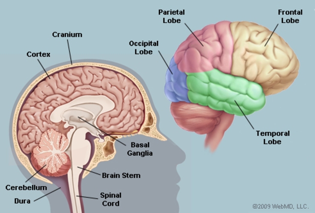 Click image for larger version. 

Name:	brain2.jpg 
Views:	20 
Size:	120.5 KB 
ID:	179501