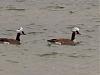 Click image for larger version. 

Name:	tubin birds.jpg 
Views:	422 
Size:	243.0 KB 
ID:	96550