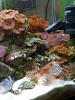 Any fish tank / aquarium owners ?-008.jpg