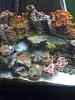 Any fish tank / aquarium owners ?-018.jpg