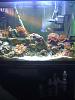Any fish tank / aquarium owners ?-002.jpg
