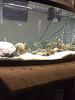 Any fish tank / aquarium owners ?-005.jpg